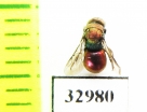 Chrysididae sp.  Russia, Tver reg. - INSECTS-STORE.RU