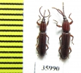Brentidae sp.  Tanzania - INSECTS-STORE.RU
