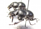 Lethrus kabaki, pair  Kirgizstan - INSECTS-STORE.RU