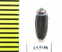 Lampyridae sp.  Mexico - INSECTS-STORE.RU