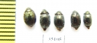 Morychus aeneus, Cytillus sericeus  Russia, Tver reg. - INSECTS-STORE.RU