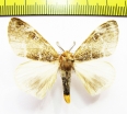 Erebidae sp.?  Nepal - INSECTS-STORE.RU