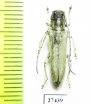 Phytoecia rebeccae  Iran, Kurdistan prov. - INSECTS-STORE.RU