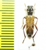 Xylotrechus grayii  China - INSECTS-STORE.RU