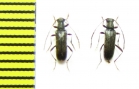 Grammoptera gracilis  Russia, Far East - INSECTS-STORE.RU