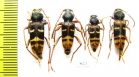Plagionotus detritus  Russia, Kaluga reg. - INSECTS-STORE.RU