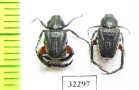 Hopliini sp.  South Africa Rep. - INSECTS-STORE.RU