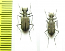 Cicindelinae sp.  Panama - INSECTS-STORE.RU