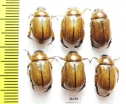 Rutelinae sp.  Thailand - INSECTS-STORE.RU