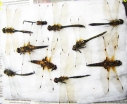 Odonata sp.  Russia, Tver reg. - INSECTS-STORE.RU