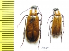 Meloidae sp.  Greece - INSECTS-STORE.RU