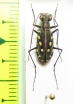 Calomera mindanaoensis  Philippines - INSECTS-STORE.RU