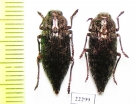 Dicerca alni, pair  Russia, Kaluga reg. - INSECTS-STORE.RU