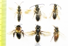 Hymenoptera sp.  Russia, Tver reg. - INSECTS-STORE.RU