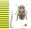 Cerambycidae sp.  Malawi - INSECTS-STORE.RU