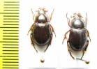 Phaeochrous sp.  Indonesia, Papua - INSECTS-STORE.RU