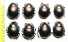 Anachalcos sp.  South Africa Rep. - INSECTS-STORE.RU