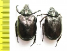 Osmoderma barnabita, male  Russia, Kaluga reg. - INSECTS-STORE.RU