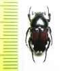Pygora rufoplagiata  Madagascar - INSECTS-STORE.RU
