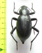 Blaps sp.  India, Rajastan - INSECTS-STORE.RU