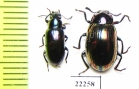 Tenebrionidae sp.  Indonesia, Sumatra - INSECTS-STORE.RU