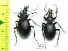 Cychrus caraboides  Belorussia - INSECTS-STORE.RU