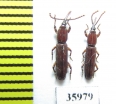 Brentidae sp.  Tanzania - INSECTS-STORE.RU