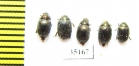 Morychus aeneus  Russia, Tver reg. - INSECTS-STORE.RU