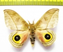 Saturniidae sp.  Ecuador - INSECTS-STORE.RU