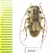 Dufauxia guaicurana  Peru - INSECTS-STORE.RU