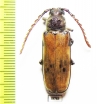 Gigantotrichoderes flabellicornis  Costa Rica - INSECTS-STORE.RU