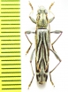 Hayashiclytus acutivittis  Russia, Far East - INSECTS-STORE.RU