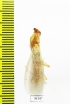 Mantodea sp.  Thailand - INSECTS-STORE.RU