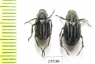 Melolonthinae sp.  Panama - INSECTS-STORE.RU