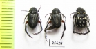 Hopliini sp.  South Africa Rep. - INSECTS-STORE.RU