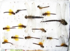 Odonata sp.  Russia, Tver reg. - INSECTS-STORE.RU