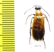 Meloidae sp.  Greece - INSECTS-STORE.RU