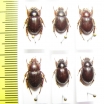 Phaeochrous sp.  Indonesia, Papua - INSECTS-STORE.RU