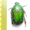 Rhabdotis aulica  South Africa Rep. - INSECTS-STORE.RU
