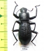 Tenebrionidae sp.  Australia - INSECTS-STORE.RU