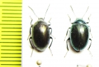 Amarygmus sp.  Malaysia, Borneo - INSECTS-STORE.RU