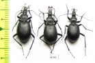 Cychrus caraboides  Russia, Kaluga reg. - INSECTS-STORE.RU