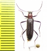Tenebrionidae sp.  China, Jiangxi prov. - INSECTS-STORE.RU