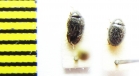 Simplocaria semistriata  Belorussia - INSECTS-STORE.RU