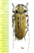 Esthlogena bella  Peru - INSECTS-STORE.RU