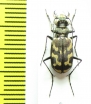 Ropaloteres luridus namaquus  South Africa Rep. - INSECTS-STORE.RU