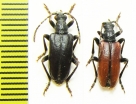 Brachyta breiti  Russia, Burjatia reg. - INSECTS-STORE.RU