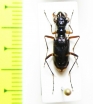Tetracha fruhstorferi  Vietnam - INSECTS-STORE.RU