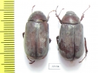 Melolonthinae sp.  Panama - INSECTS-STORE.RU