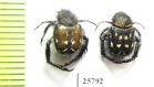 Hopliini sp.  South Africa Rep. - INSECTS-STORE.RU